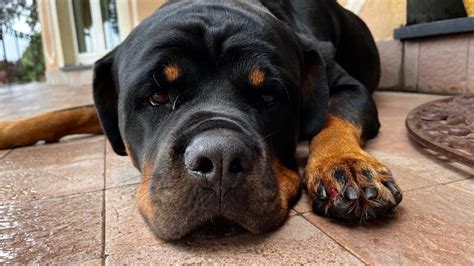 Smarrito Cane Rottweiler A Sant Ilario Segnalazione A Genova