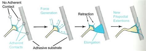 Action mechanism of the filopodia for the neurite outgrowth. The ...