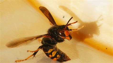 Uk On High Alert Over Asian Hornets Heading For Britain Uk News