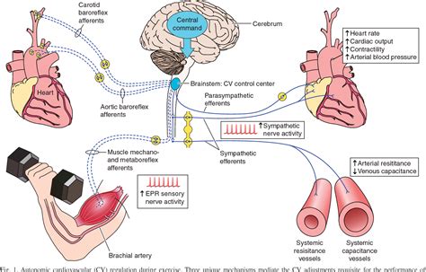 Figure 4 From Exercise Training In Cardiovascular Disease Mechanisms