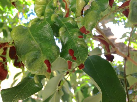 Erinose Mites Aceria Litchii Injury To Lychee Litchi Sinensis A