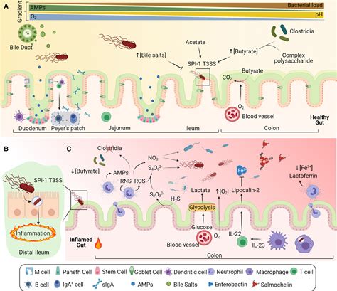 Revisiting The Steps Of Salmonella Gut Infection With A Focus On