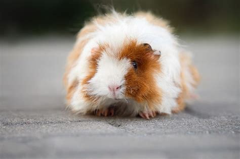 Lunkarya Guinea Pig Info Pictures Traits Facts Pangovet