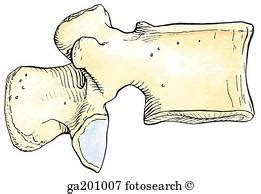 Lumbar Vertebrae Lateral View Diagram Quizlet