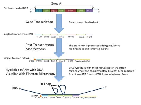 Transcription Rna Processing And Translation — The Biology Primer