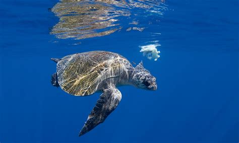 How Long Do Sea Turtles Live And Other Sea Turtles Facts Wwf