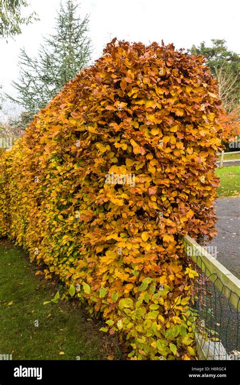 Fagus Hedge