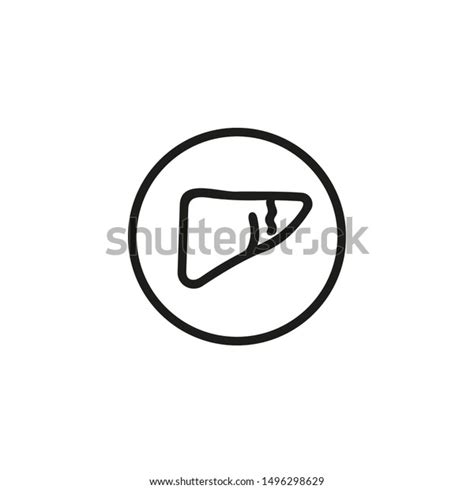 Human Liver Line Icon Medicine Body Stock Vector Royalty Free 1496298629 Shutterstock