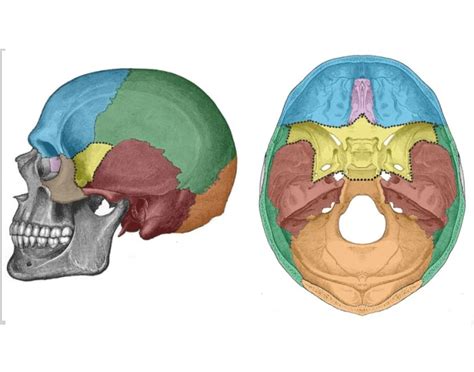 Skull Regions Quiz