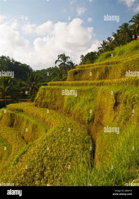 Terraces And Steps Hi Res Stock Photography And Images Alamy