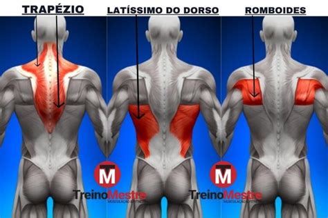 Treino de costas para iniciantes Os melhores exercícios ficha