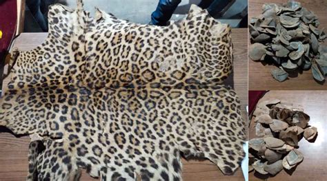 Nagpur Forest Department Seized Leopard Skin Along Scales Of The