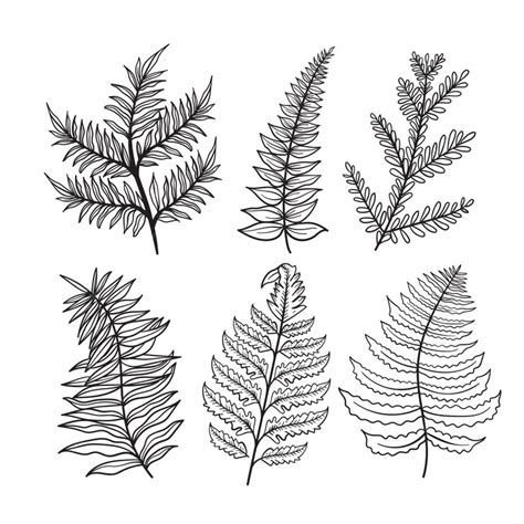 Free Vector | Hand drawn fern drawing illustration