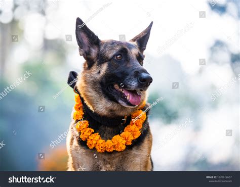 102 Kukur Tihar Images, Stock Photos & Vectors | Shutterstock