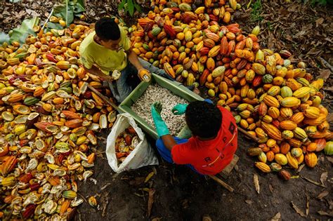 Fotos A Produ O De Cacau Em Coaraci Na Bahia Uol Economia