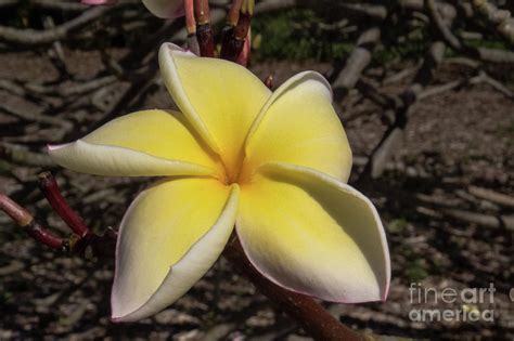 Hawaiian Plumeria Photograph By Christy Garavetto Fine Art America