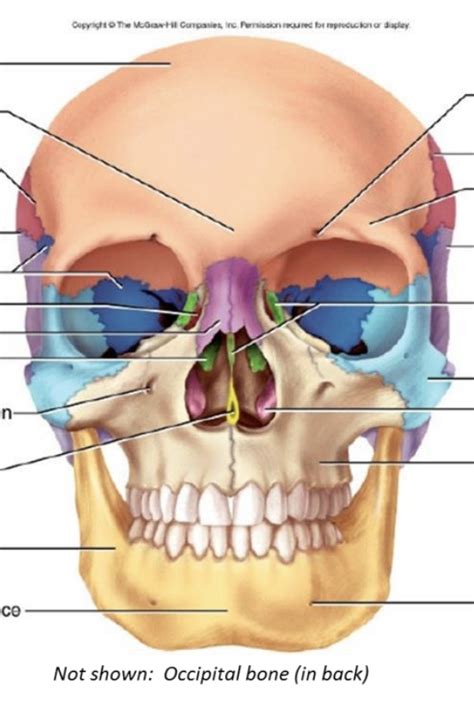 Front Skull Bones Diagram Quizlet