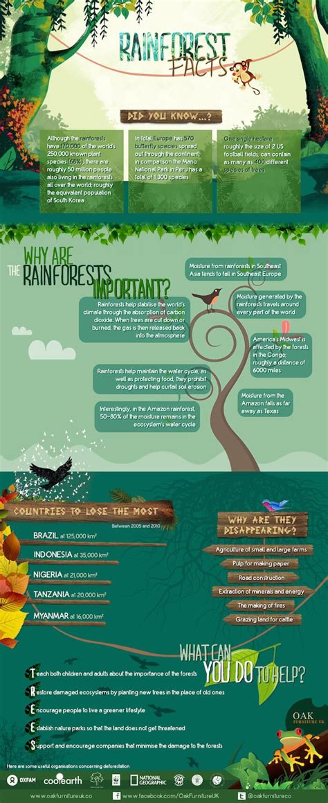 Rainforest Facts That Will Amaze You Greener Ideal