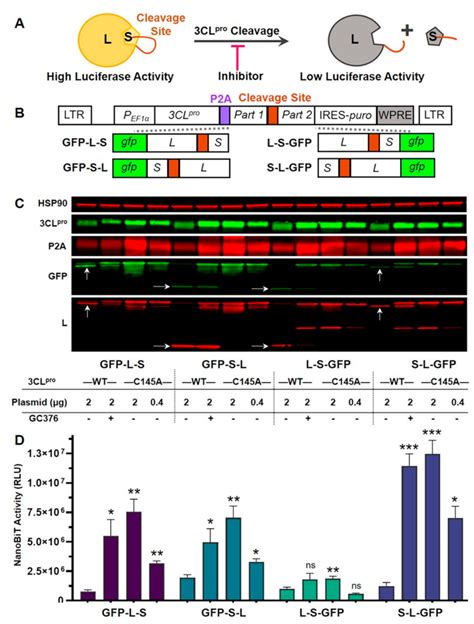 Viruses Free Full Text Development Of A Cell Based Luciferase