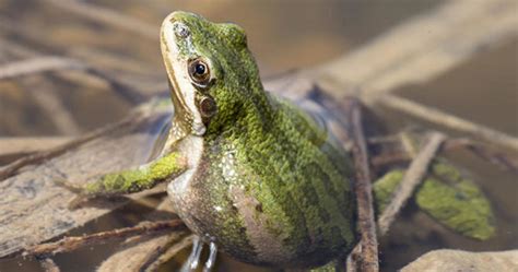 Boreal Forest Reptiles & Amphibians: The Boreal Encyclopedia