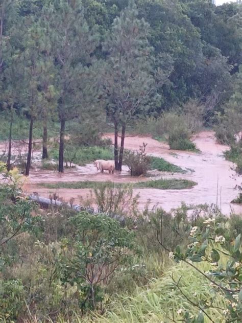 Chuva Forte Derruba Rvores E Causa Alagamentos Ag Ncia News