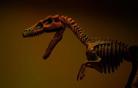 dinosaur bones   sold  auctions     worth