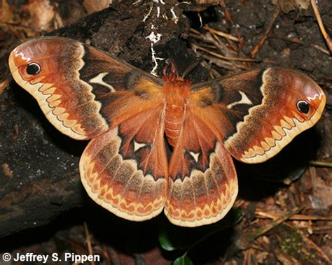 Tuliptree Moth Callosamia Angulifera