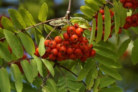 Kostenlose Foto Baum Ast Bl Hen Frucht Beere Blatt Blume Busch