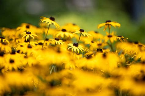 Top 10 Texas Wildflowers - Southern Botanical