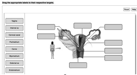 Drag The Appropriate Labels To Their Respective Targets Reset Help