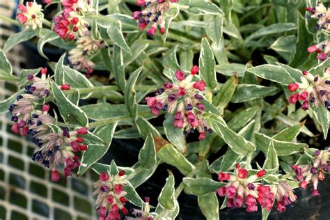Pulmonaria ‘Raspberry Frost’ | TERRA NOVA® Nurseries, Inc.