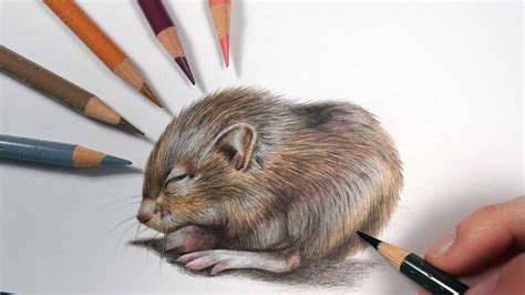 How To Draw Fur In 3 Steps: Colour Pencil Tutorial - Pintando.org