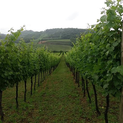 Inês Aragão (@InsArago2) / Twitter