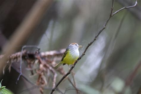 栗头鹟莺：五峰后河国家级自然保护区 中国自然保护区生物标本资源共享平台