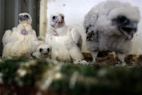 The bloody, lucrative world of falcon breeding | The Week