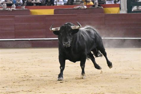 Tres Toros De Miura Se Enzarzan En La Desencajonada De Valencia Y Dos