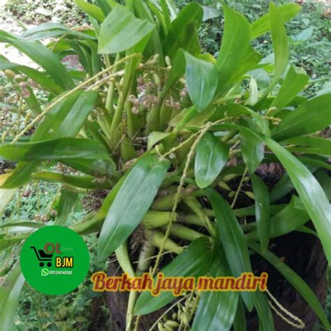 Jual anggrek hutan | Shopee Indonesia