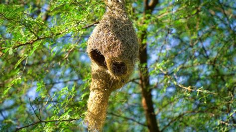 Wildlife Weaver Birds Nest On Bamboo Tree In Nature Outdoor Baya