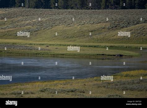 Wolf Stands On Island In Bend Of Yellowstone River In Hayden Valley