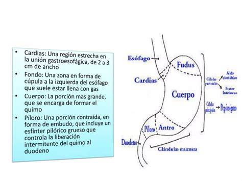 Histologia Tubo Digestivo Ppt