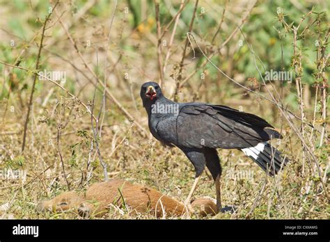 Great Black Hawk Buteogallus Urubitinga Feeding On A Capybara Stock