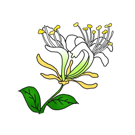 How to Draw Honeysuckle Flowers - Step by Step Easy Drawing Guides ...