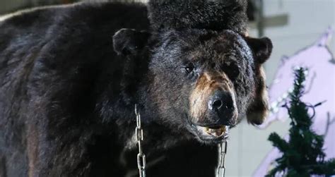 How A Bear Overdosed On Cocaine In 1985 And Inspired The Movie 'Cocaine Bear'