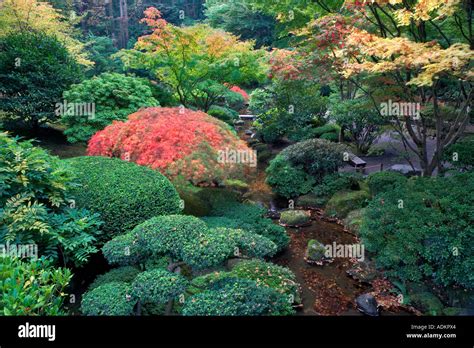 small stream  fall color japanese gardens portland oregon stock