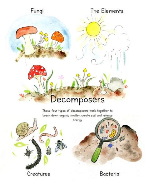 Decomposer