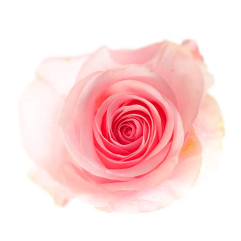 Novia – Qualisa