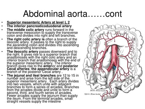 Ppt Posterior Abdominal Wall Powerpoint Presentation Free Download