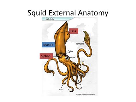 PPT - Squid Anatomy PowerPoint Presentation, free download - ID:1446124