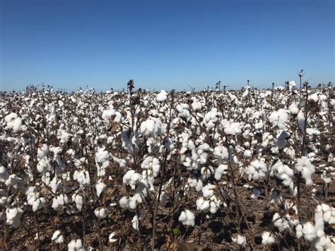 Santista primera textil en sumarse a la iniciativa sustentable Algodón