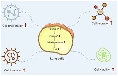 Semaphorin4a Promotes Lung Cancer By Activation Of Nf κb Pathway